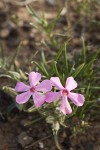 Sagebrush Phlox