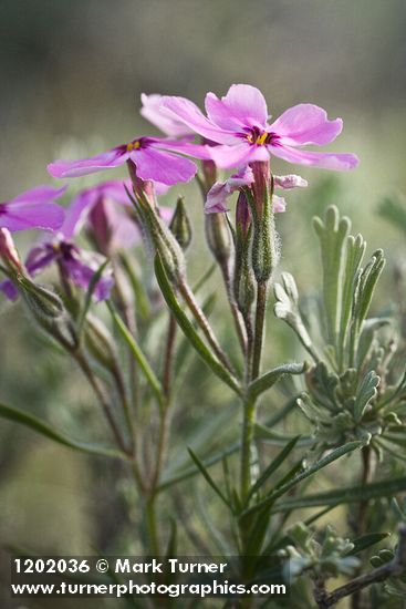 Phlox aculeata