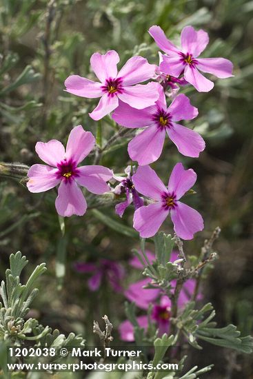 Phlox aculeata