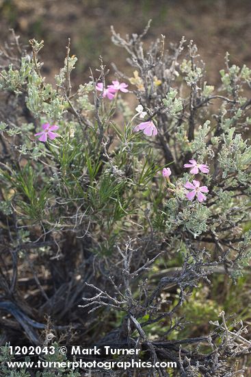 Phlox aculeata