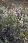 Sagebrush Phlox growing up through Sagebrush