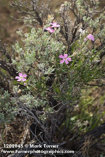 Phlox aculeata