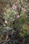 Sagebrush Phlox growing up through Sagebrush