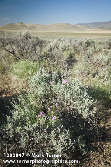 Phlox aculeata