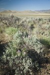 Sagebrush Phlox growing up through Sagebrush, landscape view