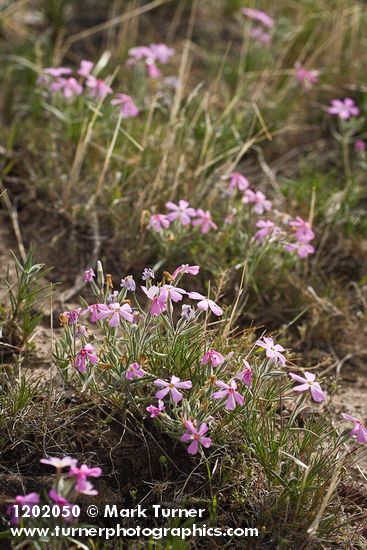 Phlox aculeata