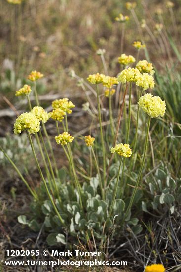 Eriogonum ochrocephalum