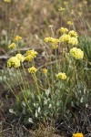 Ochre-headed Buckwheat