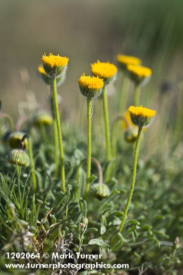 Erigeron bloomeri