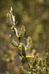 MacKenzie's Willow female catkins