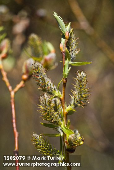 Salix prolixa