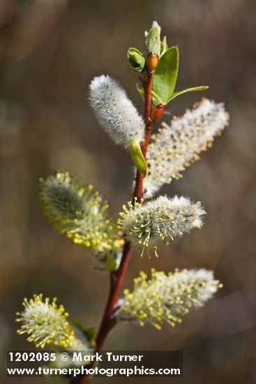 Salix prolixa