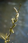 Lemmon's Willow male catkins