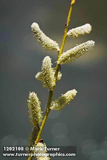 Salix lemmonii