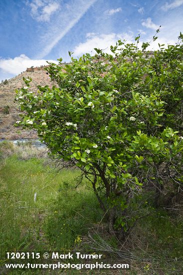 Crataegus castlegarensis