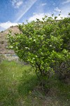 Castlegar Hawthorn