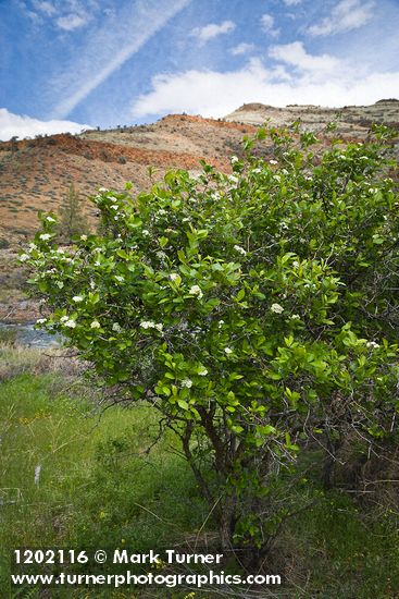 Crataegus castlegarensis