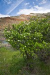 Castlegar Hawthorn