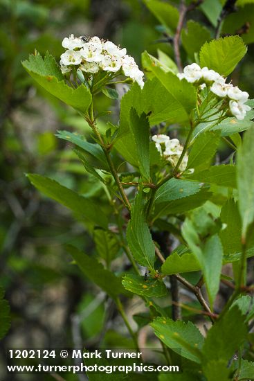 Crataegus castlegarensis