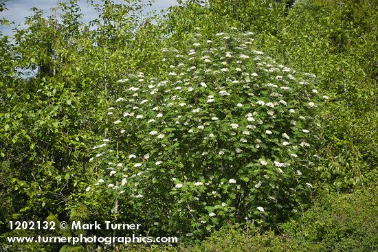 Sorbus aucuparia