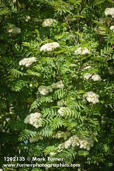 Sorbus aucuparia