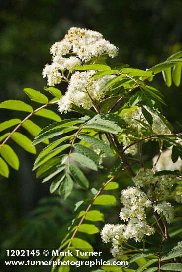 Sorbus aucuparia