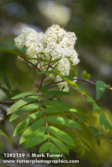 Sorbus aucuparia