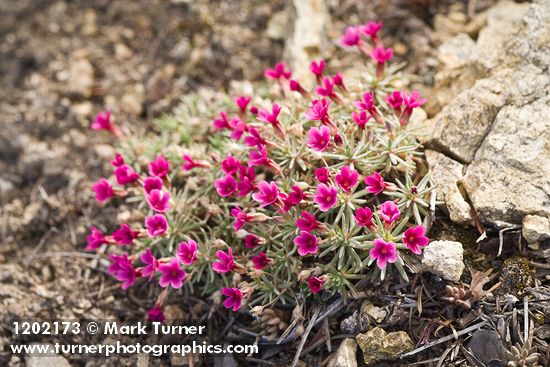 Douglasia nivalis