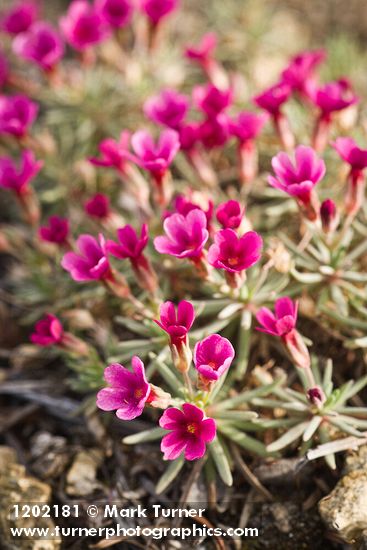 Douglasia nivalis