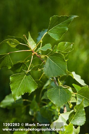 Populus nigra