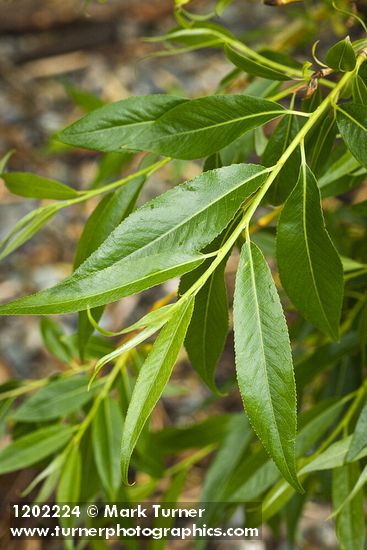 Salix lasiandra