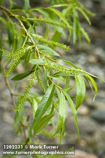 Salix lasiandra