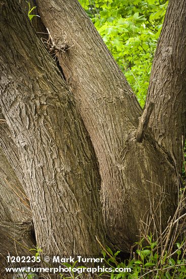 Salix lasiandra