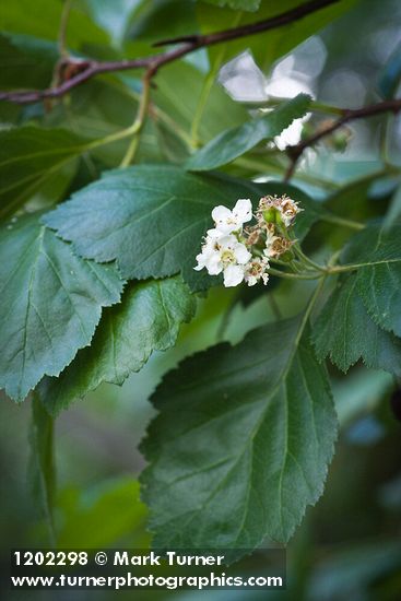 Crataegus phippsii