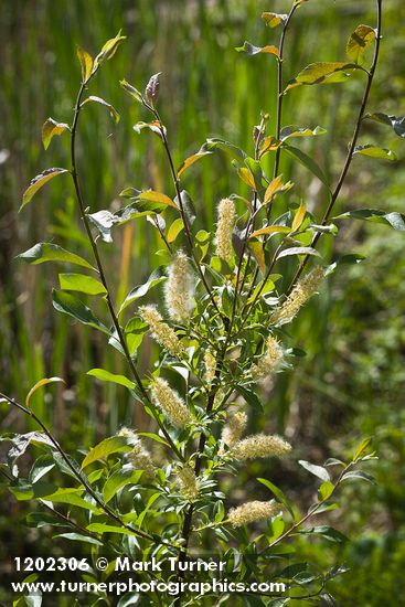 Salix maccalliana