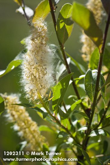 Salix maccalliana