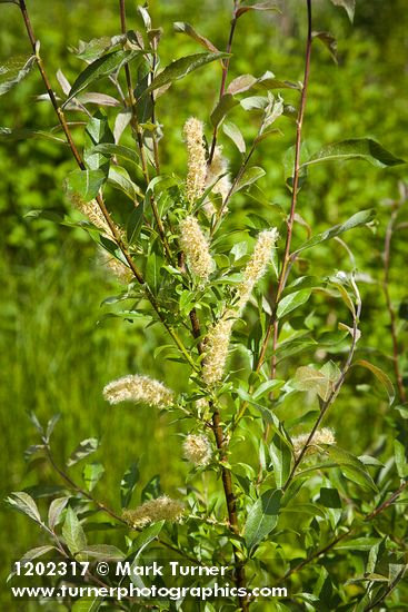 Salix maccalliana