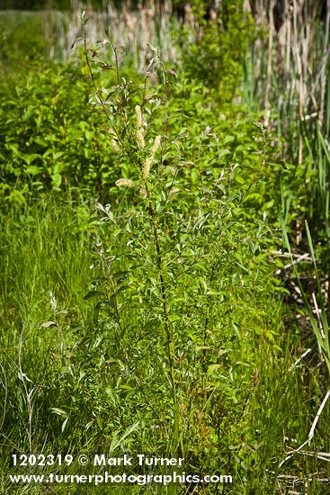 Salix maccalliana