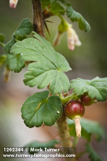 Ribes oxyacanthoides