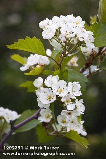 Crataegus chrysocarpa var. piperi