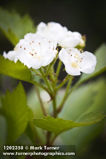 Crataegus chrysocarpa var. piperi