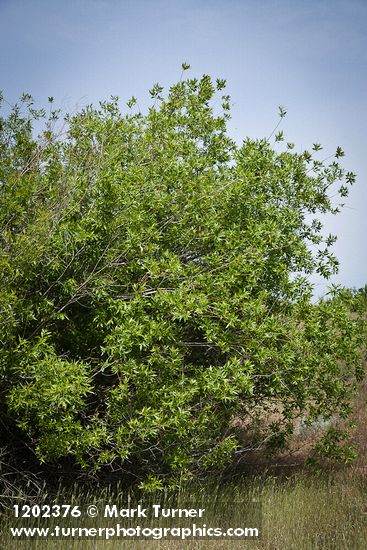 Salix prolixa