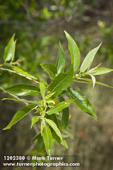 Salix prolixa