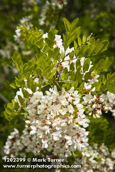 Robinia pseudoacacia