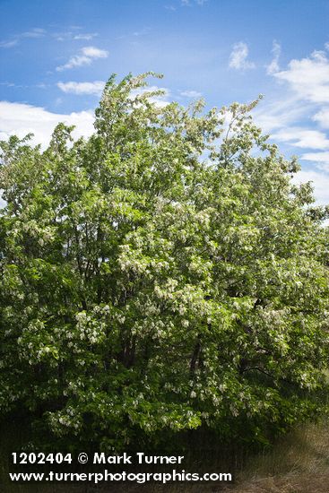 Robinia pseudoacacia