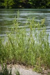 Columbia River Willows