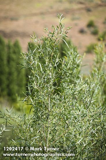 Salix columbiana