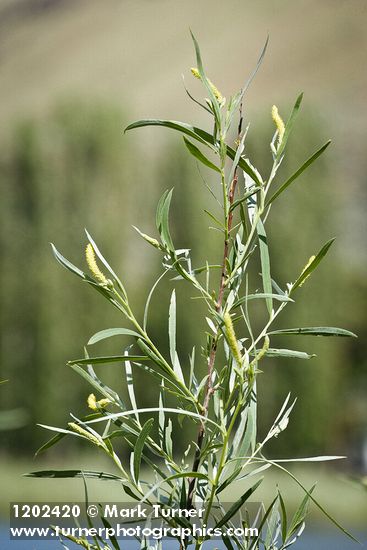 Salix columbiana