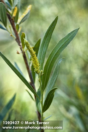 Salix columbiana