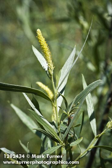 Salix columbiana